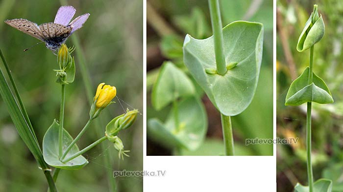   (Blackstonia perfoliata) —        (Gentianaceae).