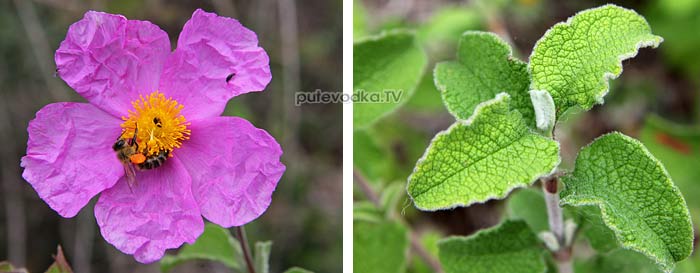   (Cistus creticus) —       (Cistaceae).