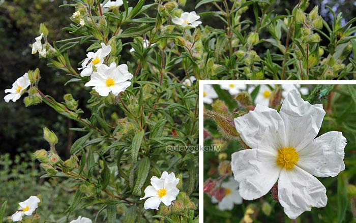   (Cistus monspeliensis) —       (Cistaceae).