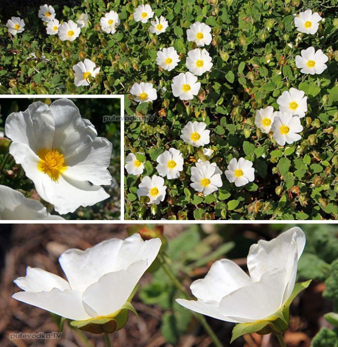   (Cistus salvifolius) —       (Cistaceae).