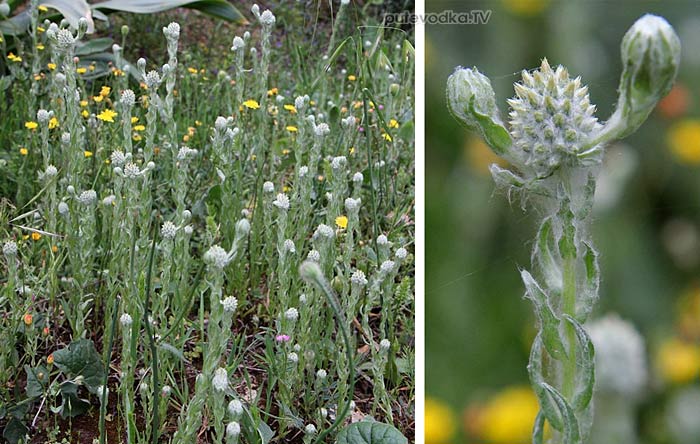   (Filago pygmaea) —         (Asteraceae)