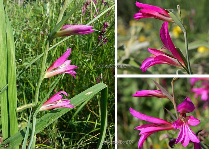     (Gladiolus italicus) —        (Iridaceae).