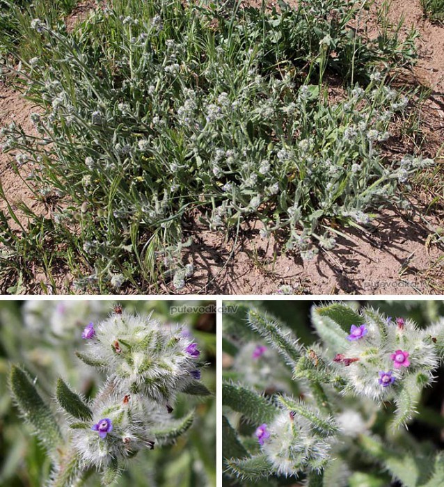      (Hormuzakia aggregata) —      (Boraginaceae).