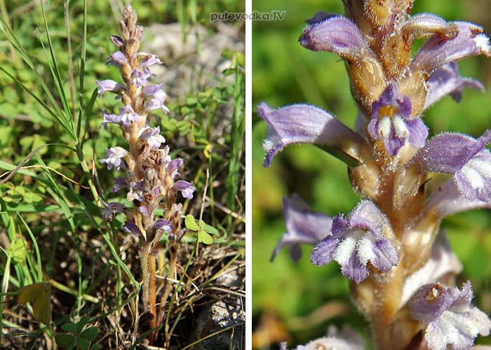   (Phelipanche ramosa) —        (Scrophulariaceae).