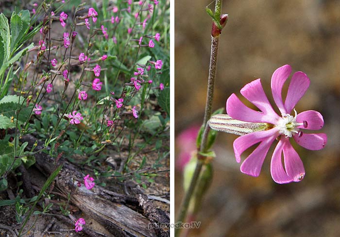   (Silene colorata) —       (Caryophyllaceae).