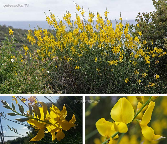      (Spartium junceum) —        (Fabaceae).