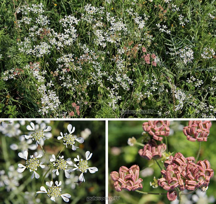   (Tordylium apulum) —       (Apiaceae).