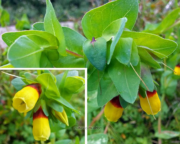   (Cerinthe major) —       (Boraginaceae).