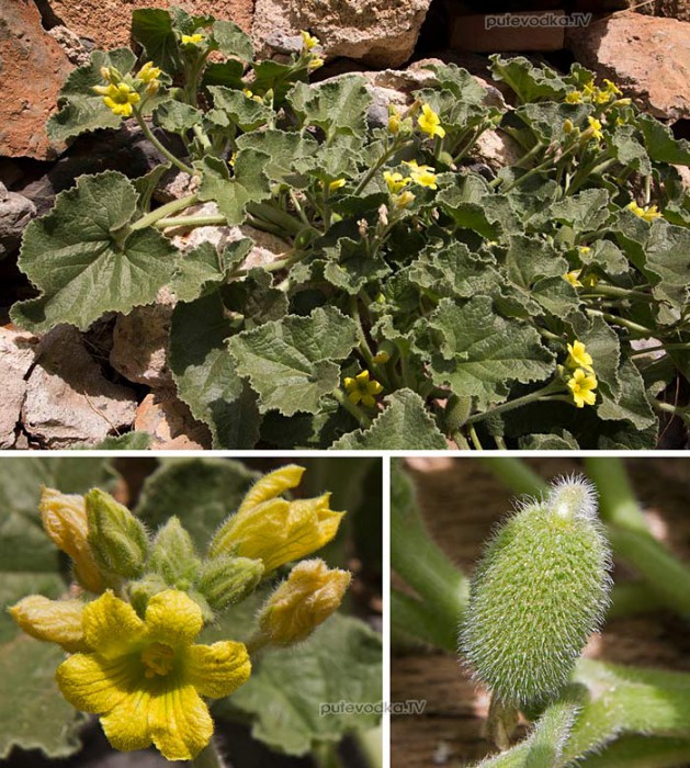       (Ecballium elaterium) —       (Cucurbitaceae).