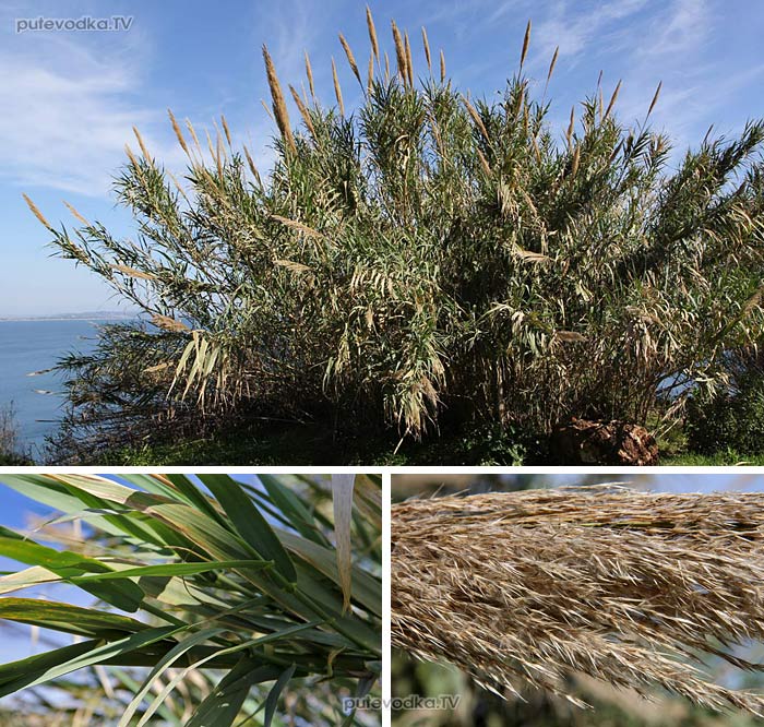   (Arundo donax) —         (Poaceae).