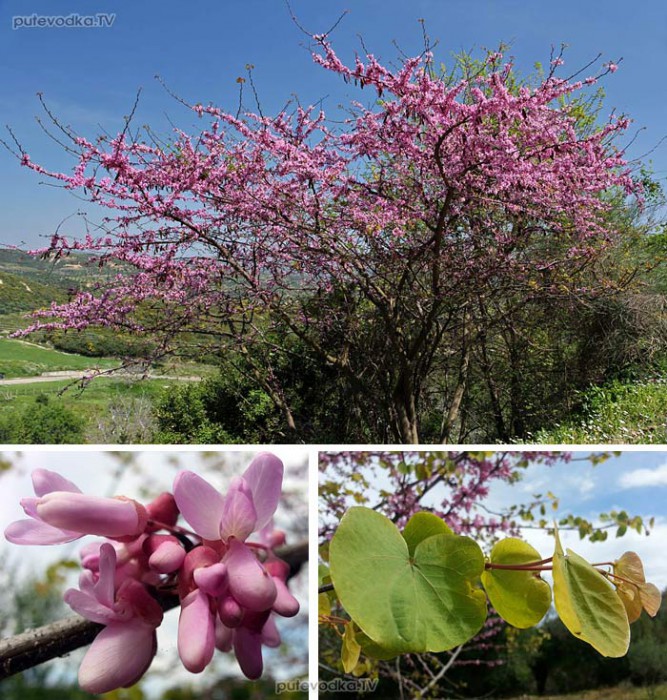     ,    (Cercis siliquastrum) —        (Fabaceae).