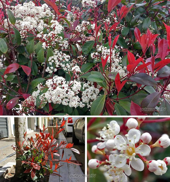   (Photinia × fraseri) —       (Rosaceae).