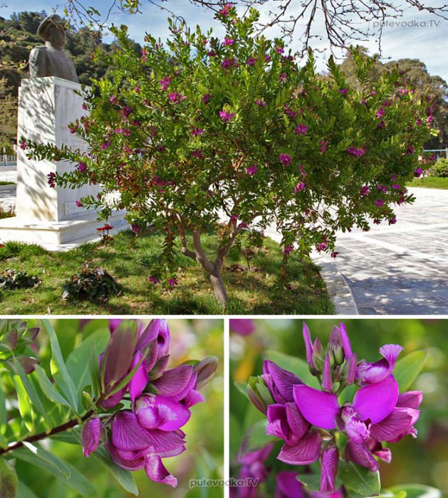   (Polygala myrtifolia) —      (Polygalaceae).