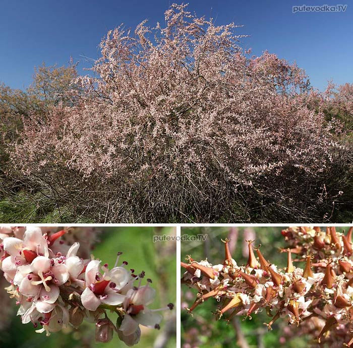   (Tamarix hampeana) —         (Tamaricaceae).