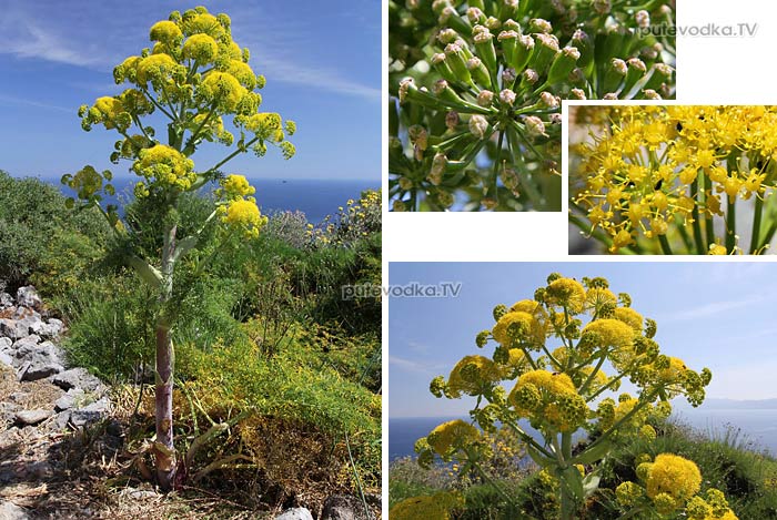   (Ferula communis) —          (Apiaceae).