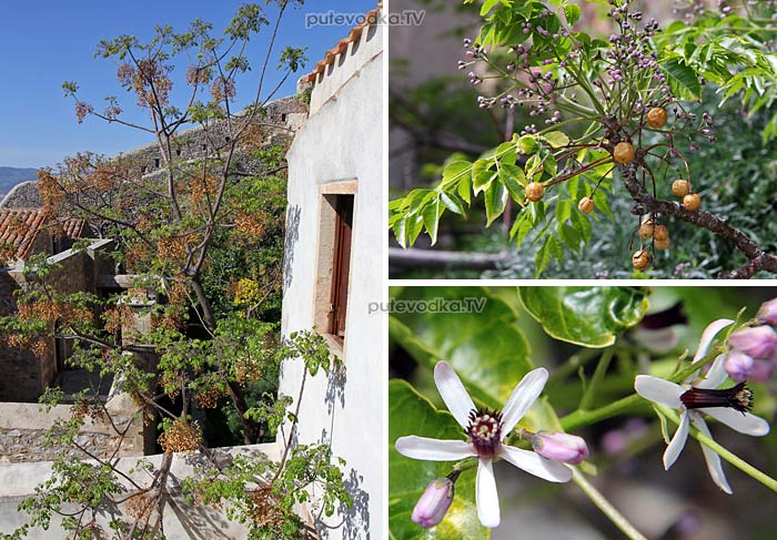 Мелия азедарах или Мелия иранская, или Чёточное дерево (Melia azedarach) — листопадное дерево из семейства Мелиевые (Meliaceae).
