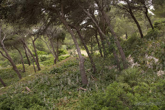  . . - .     (Santa Maria di Leuca). .