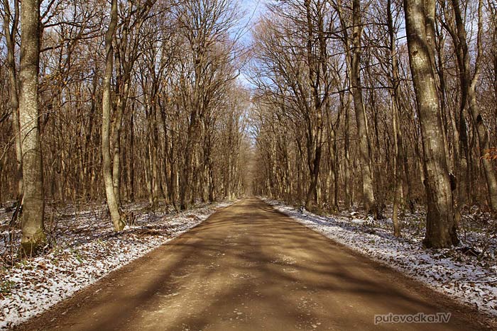 Россия. Ставрополь. Лесная дорога. Россия. Ставрополь. Лесная дорога.