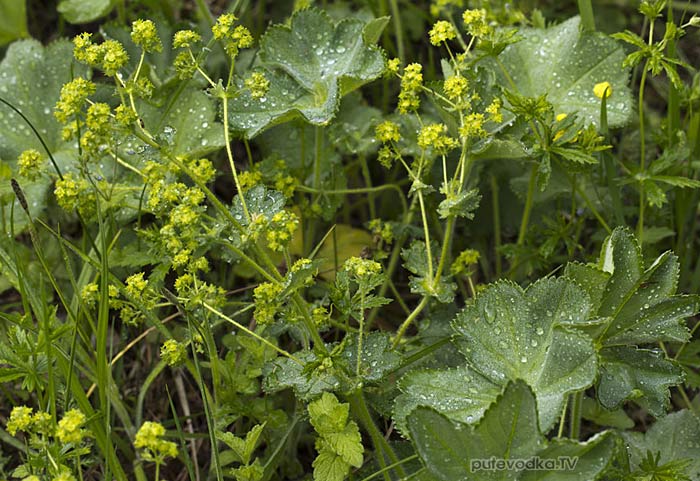�������� (Alchemilla)