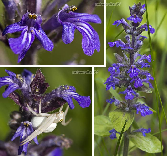 ������� �������� (Ajuga reptans)