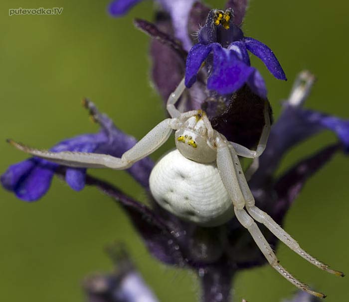 ��������� ���� (Misumena vatia)