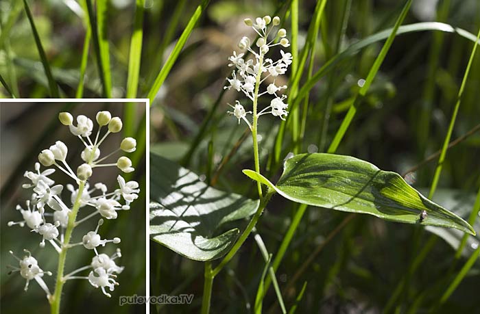 ������ ���������� (Maianthemum bifolium)