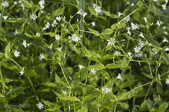 ���������� ��������� (Stellaria nemorum)
