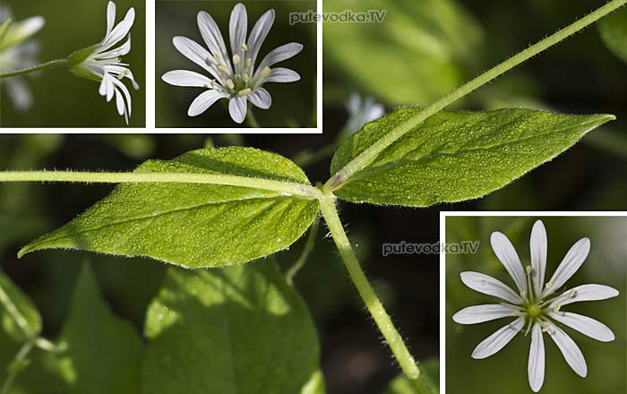���������� ��������� (Stellaria nemorum)