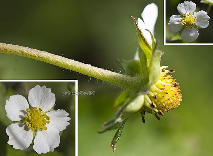 ��������� ������ (Fragaria vesca)
