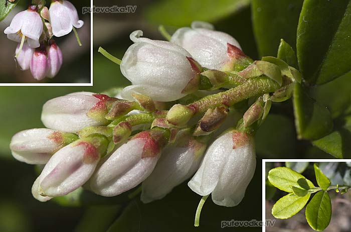 �������� ������������ (Vaccinium vitis-idaea)