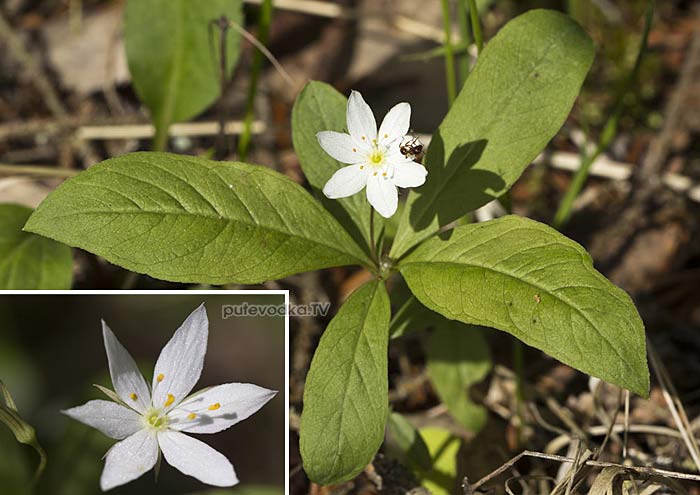 ��������� ����������� (Trientalis europaea)