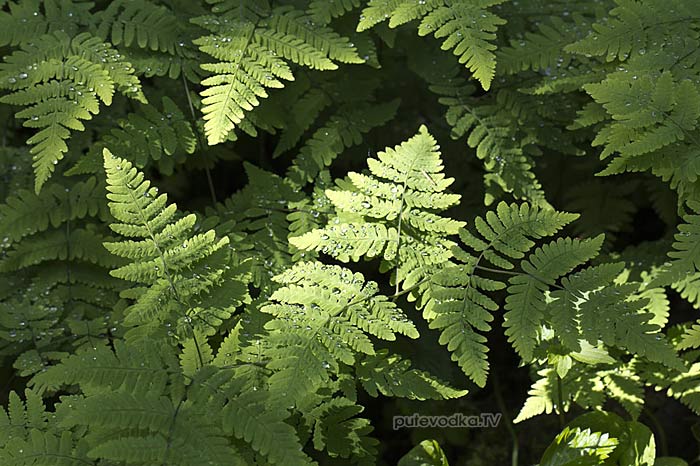 ���������� ������������ (Gymnocarpium dryopteris)