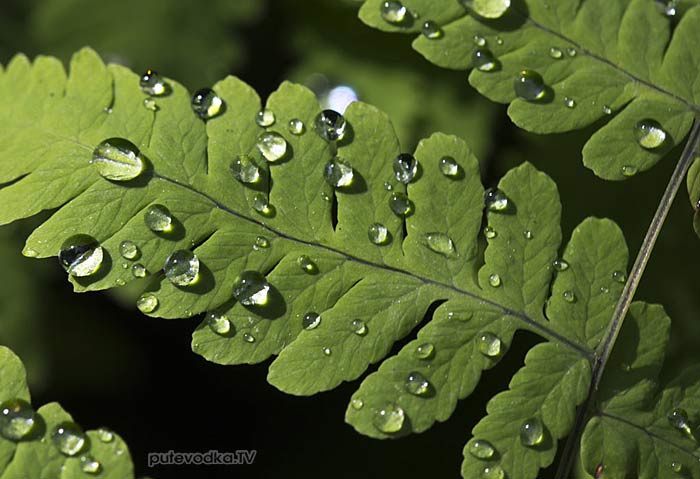 ���������� ������������ (Gymnocarpium dryopteris)