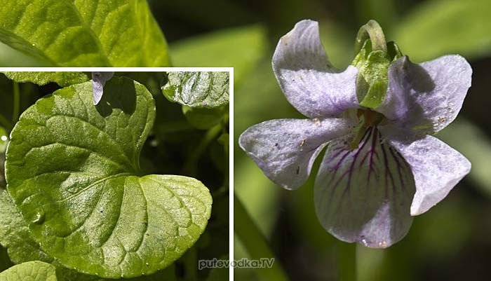 ������ �������� (Viola palustris)