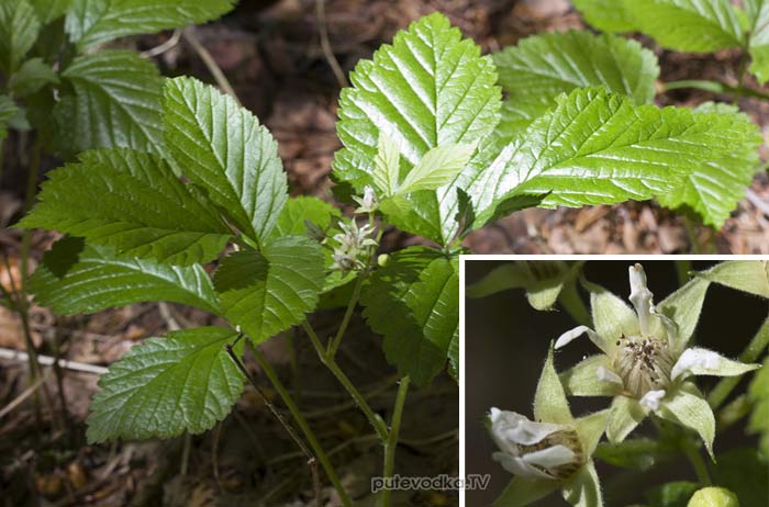 ��������� (Rubus saxatilis)