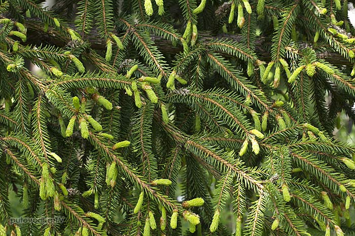 ��� ����������� (Picea abies)