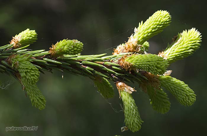 ��� ����������� (Picea abies)