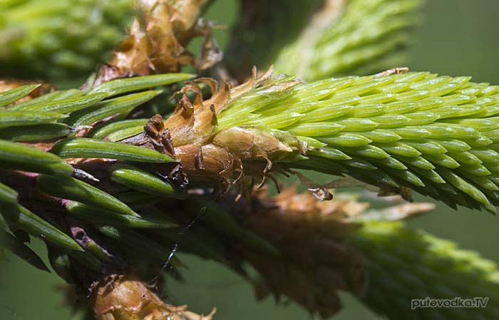 ��� ����������� (Picea abies)
