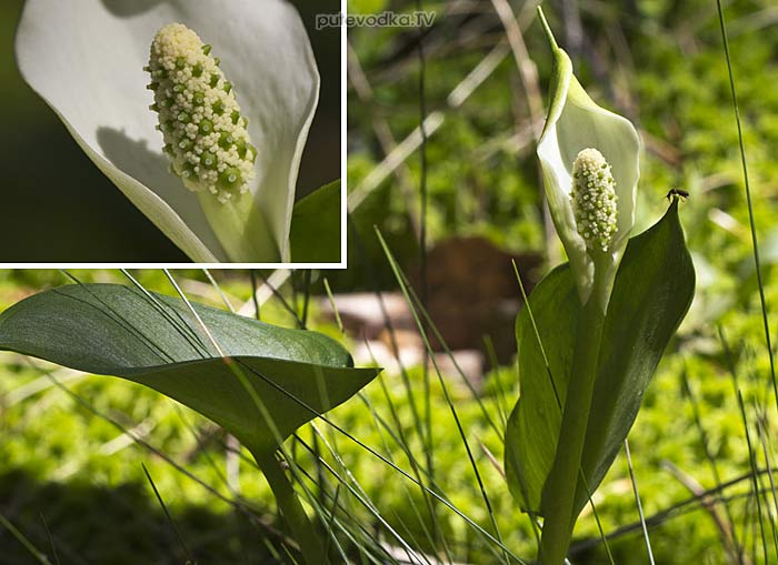 ������������ �������� (Calla palustris)
