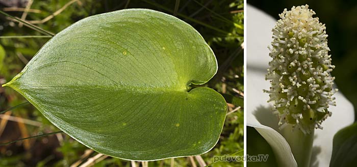 ������������ �������� (Calla palustris)