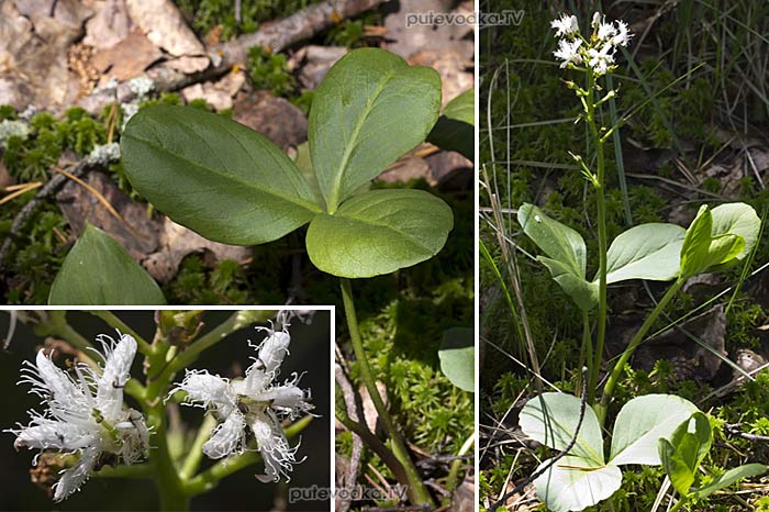����� ���������� (Menyanthes trifoliata)