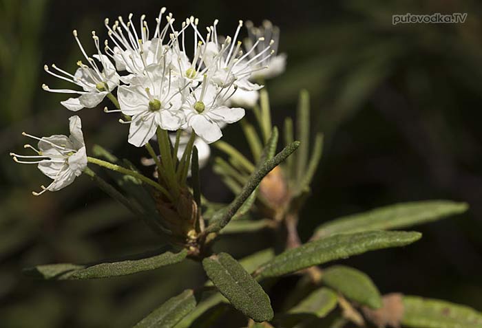 ��������� �������� (Ledum palustre)