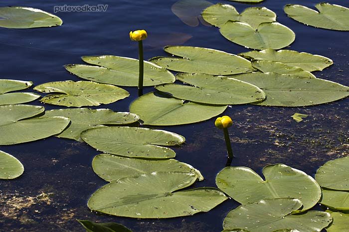 ������� ����� (Nuphar lutea)