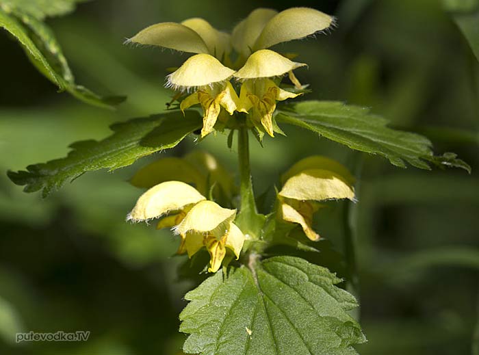 �������� ����� (Galeobdolon luteum)