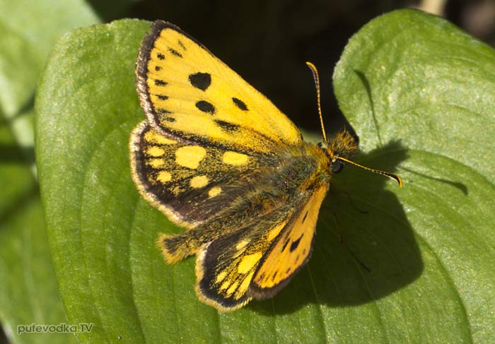 ������������� ������ (Carterocephalus silvicola)