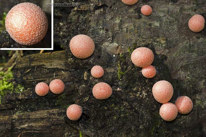�������� ����������� (Lycogala epidendrum)