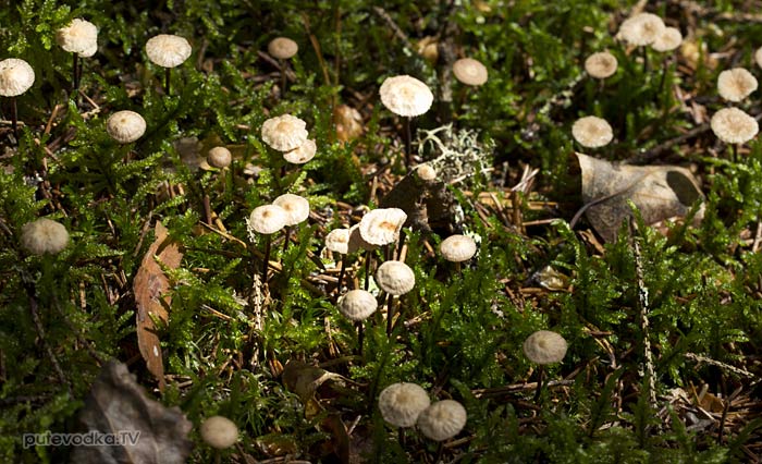 ��������� ������������ (Marasmius scorodonius)