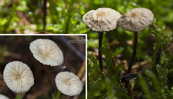 ��������� ������������ (Marasmius scorodonius)