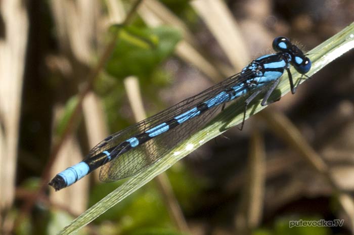 �������� �� ��������� ������� (Coenagrionidae)