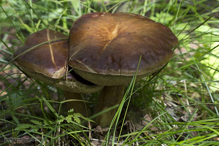 ��������� ������������ (Leccinum scabrum)